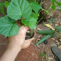 Jual Tanaman Hias Herbal Getah Jarak Kab Bogor Adhypromandiri Tokopedia