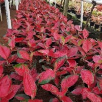 Jual NEW Aglonema  Suksom  Jaipong  stang pendek Kab Bogor 