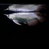 Jual arwana sr short body super Red metalik sb arowana ...