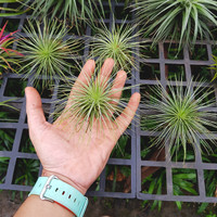 Jual Tillandsia andreana Tanaman  hias terrarium air 