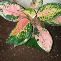 Jual Tanaman Hias Aglonema Red Kochin - Kab. Bogor - Fajar ...