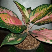 Jual Tanaman Hias Aglonema Red Kochin - Kab. Bogor - Fajar ...