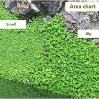 Jual Bibit Benih Big Leaf Grass Carpet Seed Aquascape Aquarium Plant Seed - Jakarta Selatan 