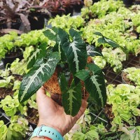 Jual Syngonium Wendlandii Schott Tanaman hias singonium 