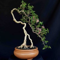 Jual Bonsai Tb078t75 Sakura Mikro Berbunga Gaya Style Bunjin Kota Surakarta Djati Karya Tokopedia