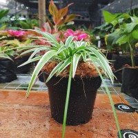 Jual Chlorophytum bichetii - Tanaman hias indoor ...