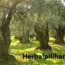 logo_taufiqherbal