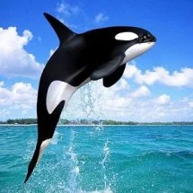 logo_orka