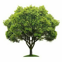 Jual Bibit Alpukat Wina - K   ota Bogor - Pertanian Bogor