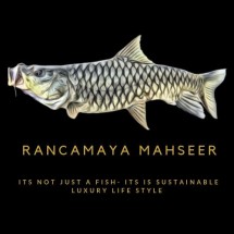 Jual ikan dewa / ikan mahseer 8-10cm - Kota Bogor