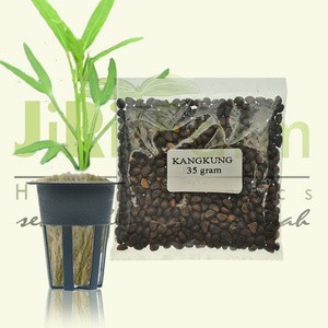 Kangkung Bangkok Harga Terjangkau Tokopedia