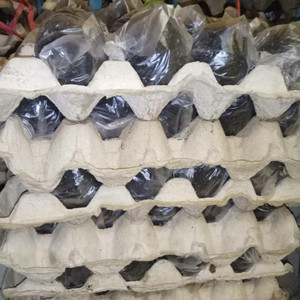 Telur Asin Reject Rasa Sama Gurih Harga Lebihmurah Tokopedia