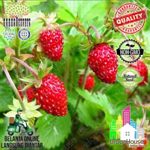 Bibit Tanaman Strawberry Tokopedia