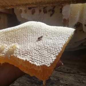 Harga Diskon Raw Honey Tulen Tokopedia