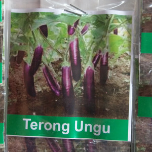 Terong Ungu Panjang Tokopedia