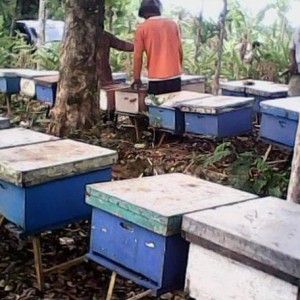 Harga Diskon Raw Honey Tulen Tokopedia