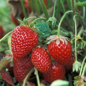Bibit Tanaman Buah Strawberry Earlybrite