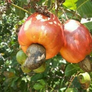Bibit Tanaman Buah Jambu Monyet Mete