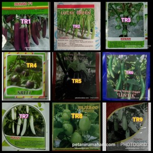 Terong Ungu Panjang Tokopedia