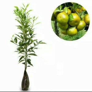 Jual Paket 3 bibit tanaman hidup buah jeruk siam madu pontianak