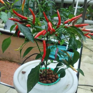 Hidroton Jerman Harga Lokal Kualitas Import Jual Per 1 Liter Tokopedia
