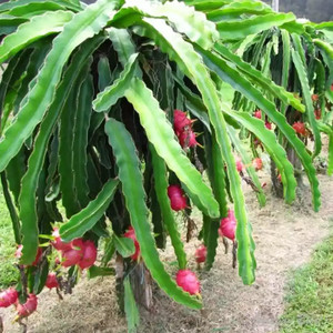 Naga Kartu Harga Kartu Promosi Kartu Top Kartu Iklan Sale S A16 Tokopedia