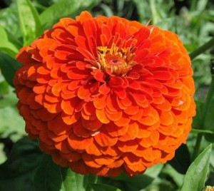 Biji Benih Zinnia Orange King 50 Biji