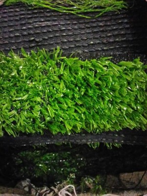 jual rumput futsal karpet rumput keset rumput rumput jual rumput futsal karpet rumput keset rumput rumput