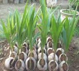 jual bibit kelapa hibrida berkualitas bibit kelapa jual bibit kelapa hibrida berkualitas bibit kelapa
