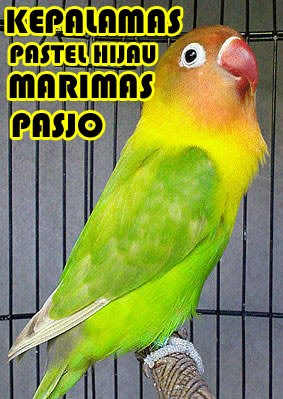 Jual Lovebird Kepalamas Pasjo Kota Surakarta Burung Parkit