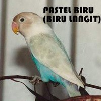 Jual Lovebird Pastel Biru Biru Langit Kota Surakarta Burung