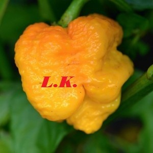 jual benih cabe unik 7 pot yellow lihat kebunku jual benih cabe unik 7 pot yellow lihat kebunku
