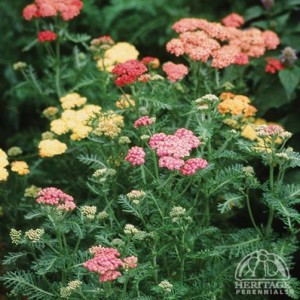 jual bunga yarrow achillea colorado angeline garden jual bunga yarrow achillea colorado angeline garden