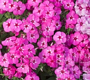 Biji Benih Drummond's Phlox [25 Biji]