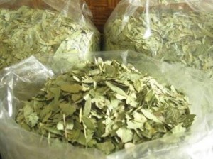 jual obat herbal daun binahong kering qu jual obat herbal daun binahong kering qu