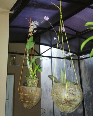 jual pot anggrek gantung kirans jual pot anggrek gantung kirans