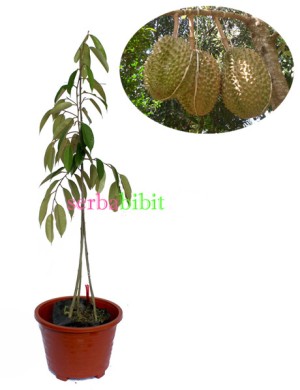 jual durian bawor kaki empat serbabibit jual durian bawor kaki empat serbabibit