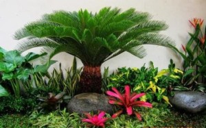 Jual jual pohon palm sikas | tukang taman | tanaman hias