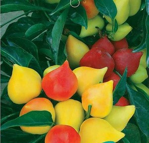 jual benih cabe cabai flat ornamental pepper import faeyza store jual benih cabe cabai flat ornamental pepper import faeyza store