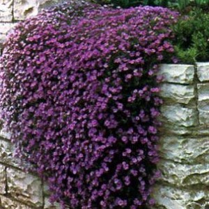 Biji Benih Alyssum 'Royal Carpet' [100 Biji]
