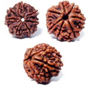 jual rudraksa genitri mukhi 7 saja n tali kalung tridatu jual rudraksa genitri mukhi 7 saja n tali kalung tridatu