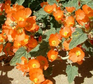 Jual Benih / Bibit / Biji - Bunga Apricot Mallow (Tahan