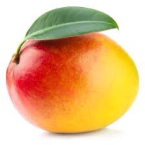 jual benih biji buah mangga gedong gincu biji bijian jual benih biji buah mangga gedong gincu biji bijian