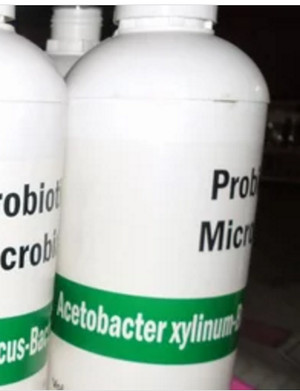 jual bibit nata acetobacter xylinum cair nata de coco jual bibit nata acetobacter xylinum cair nata de coco