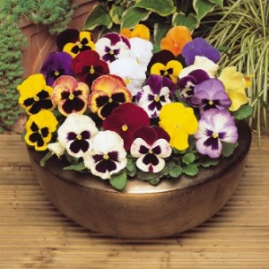 Amefurashi Bibit Benih Bunga Gerbera Daisy Flower. Source · Bibit Bunga Pansy Mix Swiss Giants