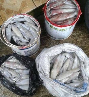 jual umpan mancing cumi archa archa adenco jual umpan mancing cumi archa archa adenco
