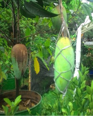 jual pohon mangga kio suduthijauku jual pohon mangga kio suduthijauku