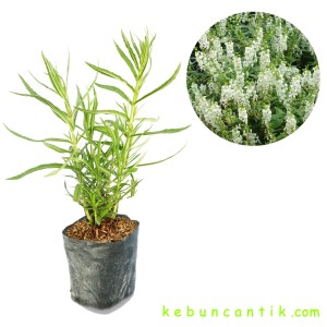 tanaman hias angelonia putih / lavender putih