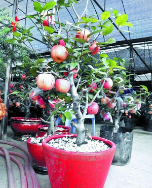 biji/benih/bibit bonsai buah apel fuji import