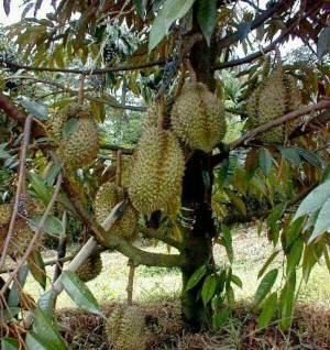 jual bibit durian montong jumbo nofiunggulbibit jual bibit durian montong jumbo nofiunggulbibit